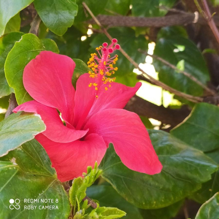 Hibiscus Rosso Villa Donnalucata  Buitenkant foto