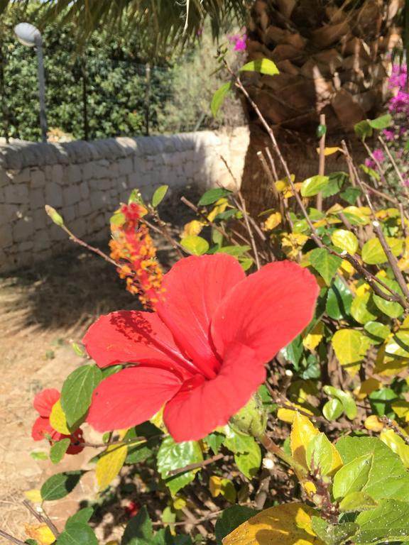 Hibiscus Rosso Villa Donnalucata  Buitenkant foto